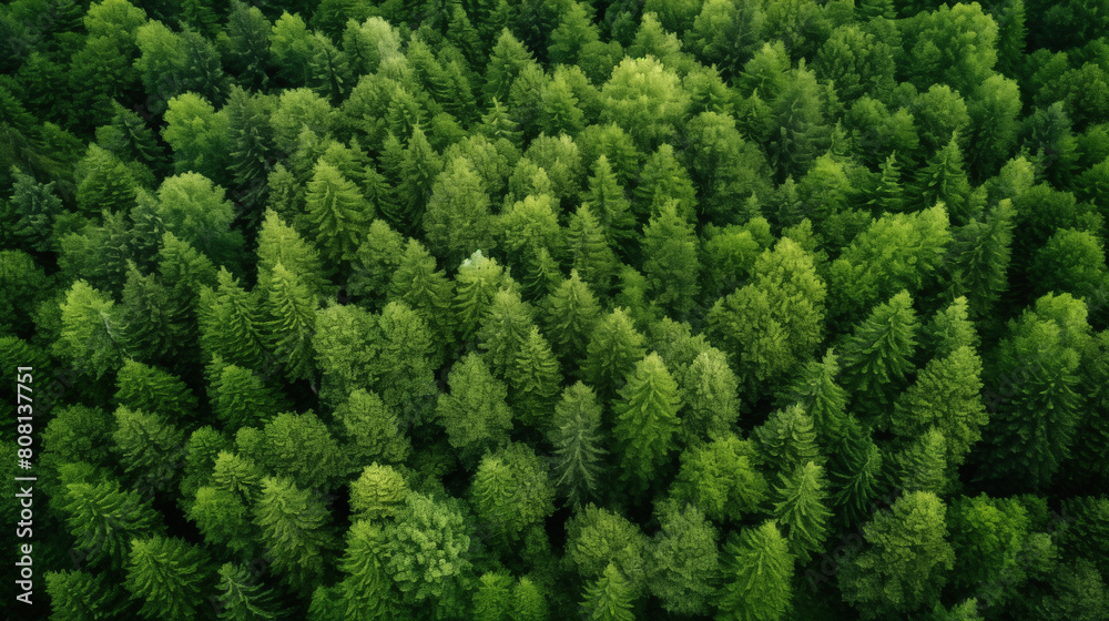 Fototapeta premium Aerial image of green forest. Environment background.