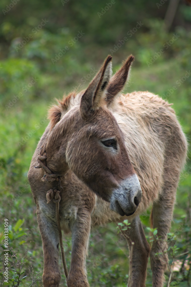 Brown donkey livestock animal standing in grass field 5 Brown donkey livestock animal standing in grass field 5