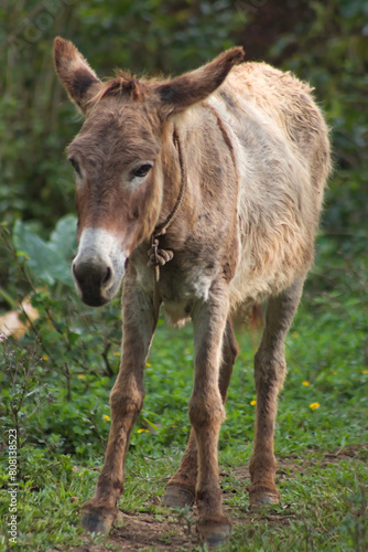 Brown donkey livestock animal standing in grass field 3