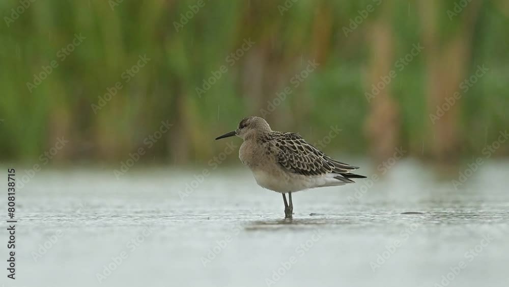 Ruff Calidris pugnax bird rain water in pond wetland wading shorebirds waders young nature wildlife cute darling, beautiful animal, lovely magical animal, watching ornithology, fauna wildlife Europe Ruff Calidris pugnax bird rain water in pond wetland wading shorebirds waders young nature wildlife cute darling, beautiful animal, lovely magical animal, watching ornithology, fauna wildlife Europe