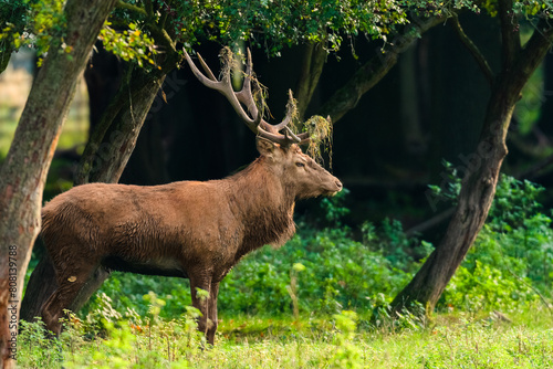 red deer with grass in antlers