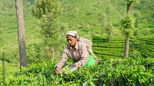 Women pick fresh tea leaves in highland plantation. Female workers gather top quality leaves for authentic tea production in Sri Lanka. Traditional methods meet modern farming on hillside fields.