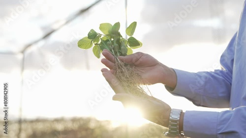 soybean seedlings being grown in an orchard