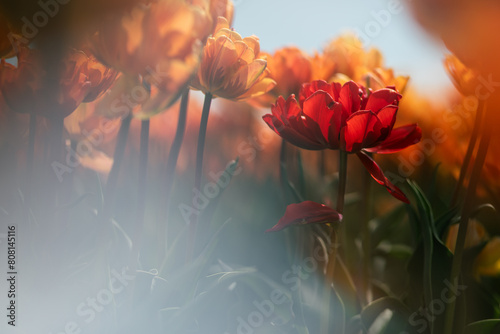 tulipany  © Sieku Photo