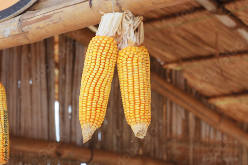 Dried corn hanging on wooden rail