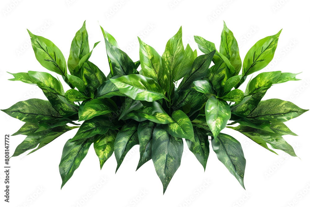 A potted plant set against a white backdrop with a clear clipping path included. A potted plant set against a white backdrop with a clear clipping path included.
