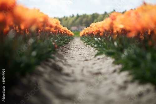 tulipany  © Sieku Photo