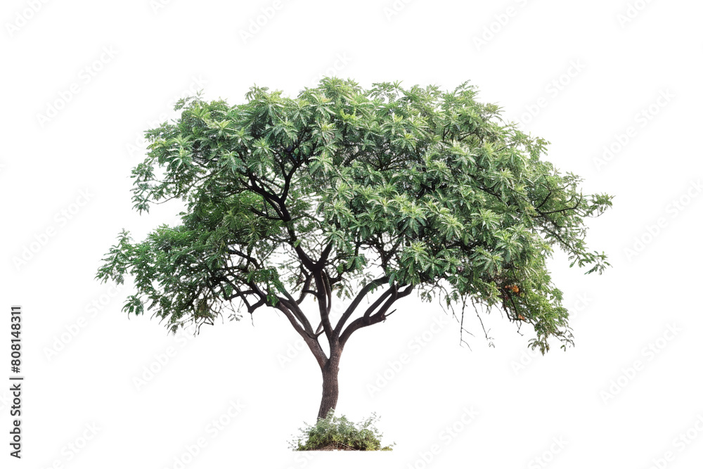 A set of high-quality tree images with a white background.