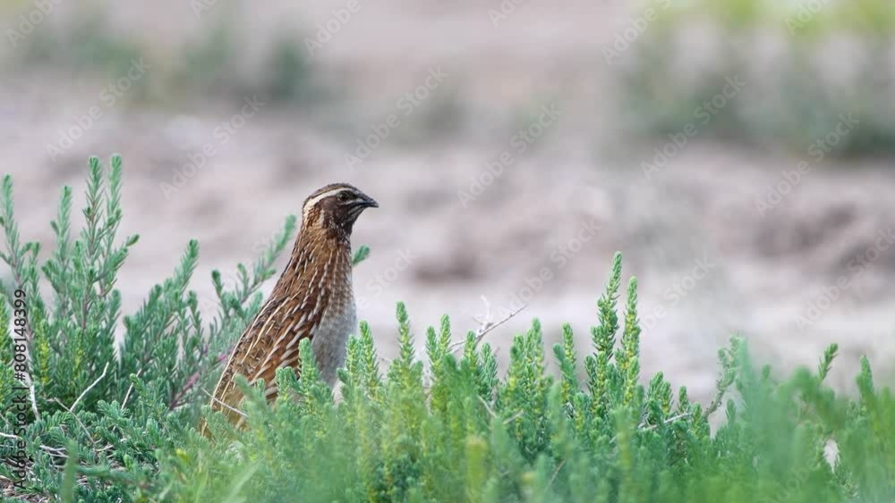 Male Wild Common Quail (Coturnix Coturnix) calling 