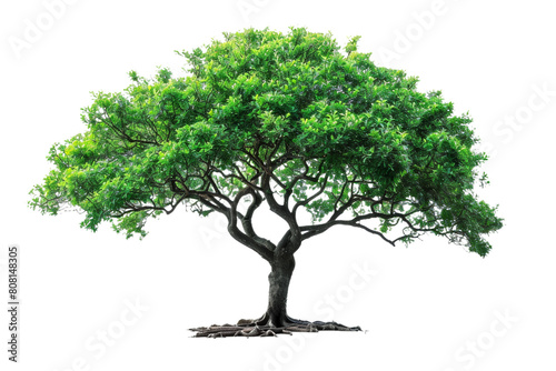 Detailed assortment of trees against a plain white backdrop.