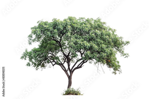 A set of high-quality tree images with a white background.