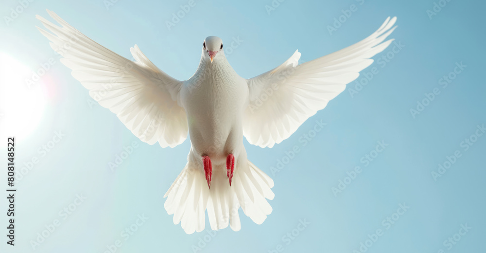 Fototapeta premium A free flying white dove