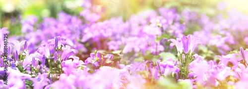 Selective and soft focus on purple flowers, purple flowers lit by sunlight in meadow, beautiful spring landscape