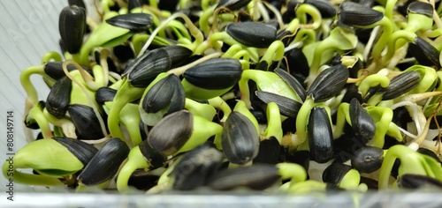 sprouted sunflower seeds healthy food