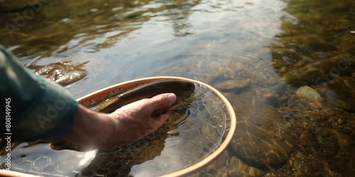 Trophy Rainbow Trout caught while fly fishing in river in nature.