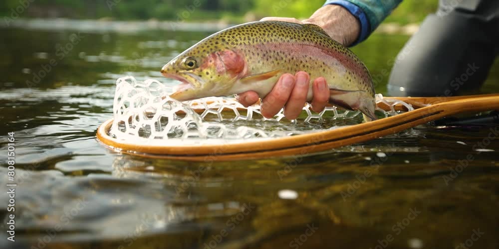 Video 4K of Trophy Rainbow Trout caught while fly fishing in river water while in nature with a fishing rod and net.