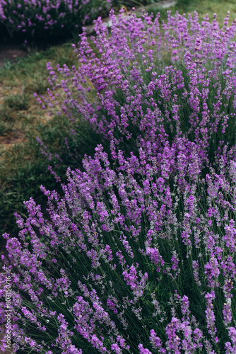lavender bushes in the park