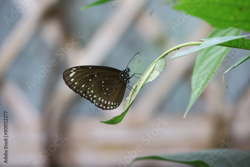 Papillon