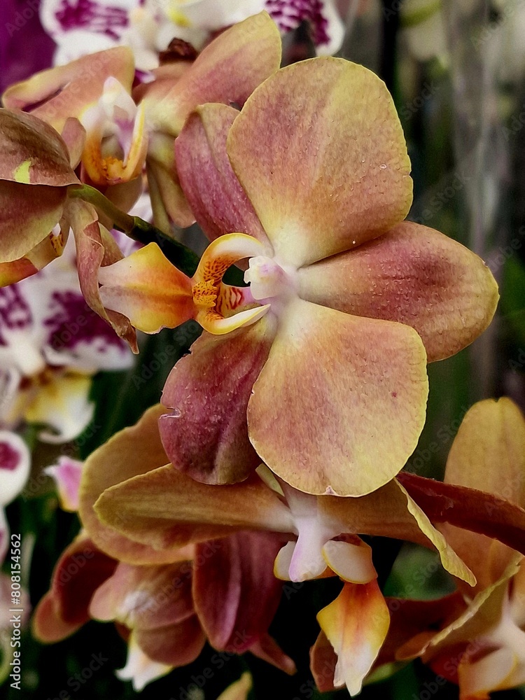 Fototapeta premium orchid flowers growing in a garden greenhouse