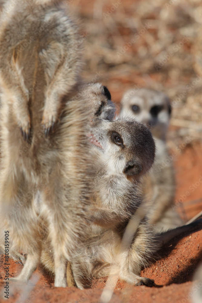 Meerkat going about its business in the early morning Meerkat going about its business in the early morning