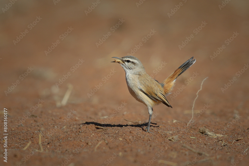 Kalahari scrub-robin eating a worm grub it found in red desert sand Kalahari scrub-robin eating a worm grub it found in red desert sand
