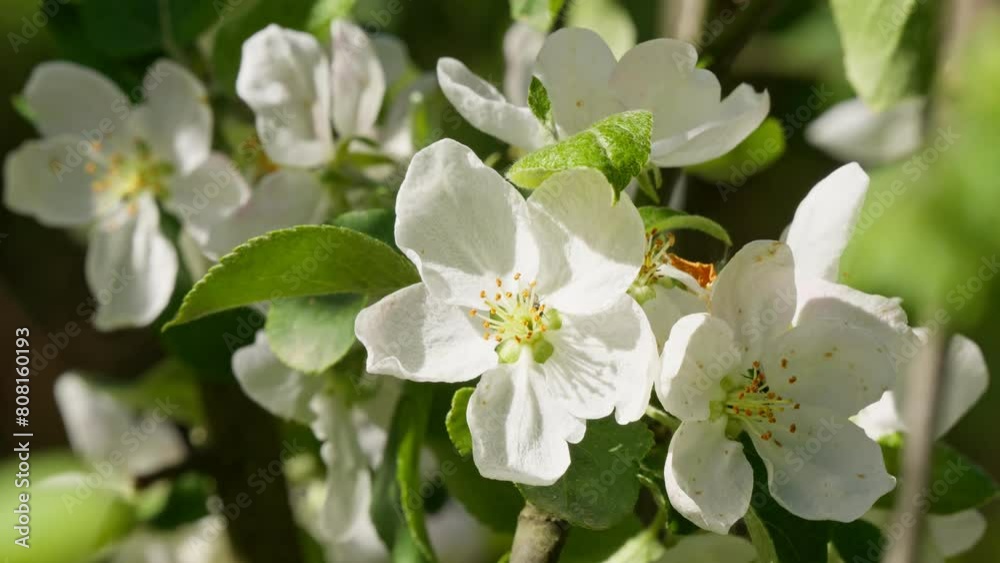 Tree flower sunrise sky spring summer nature flora sunbeams beautiful morning Tree flower sunrise sky spring summer nature flora sunbeams beautiful morning