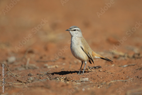 Kalahari scrub-robin looking for food on red sand photo