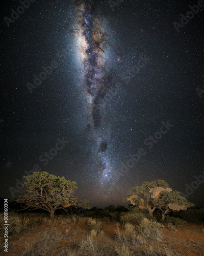 Milky Way over an acacia tree with sociable weaver nests in it photo