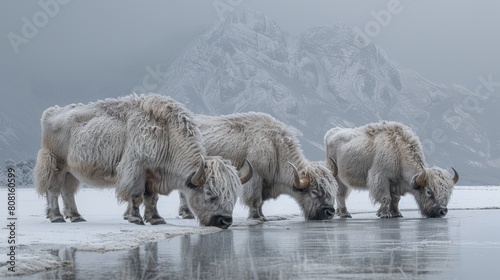  A herd of yaks drinks from a frozen pond against a backdrop of snow-capped mountains