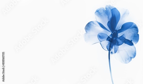 Minimalist blue floral background, single flower, in the style of xray. wedding or condolence card or banner large copy space for text,