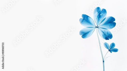 Minimalist blue floral background, single flower, in the style of xray. wedding or condolence card or banner  large copy space for text, 