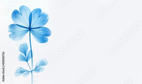 Minimalist blue floral background, single flower, in the style of xray. wedding or condolence card or banner  large copy space for text, 