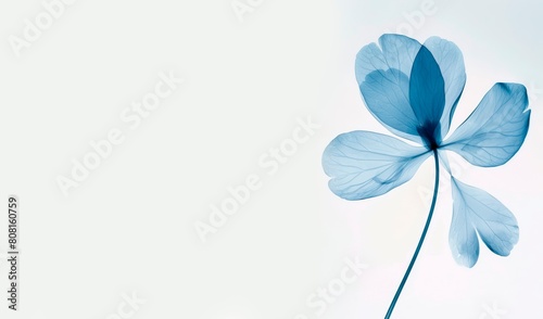 Minimalist blue floral background, single flower, in the style of xray. wedding or condolence card or banner  large copy space for text, 