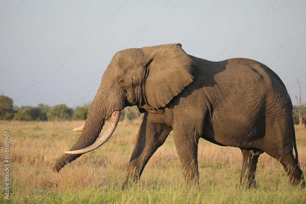 Obraz premium Close portrait of African elephant