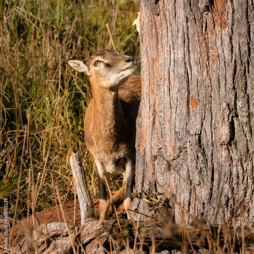 Female Mouflon hiding behind a tree