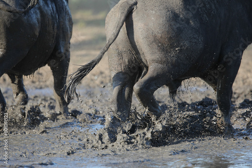 Buffalo running out of muddy pool