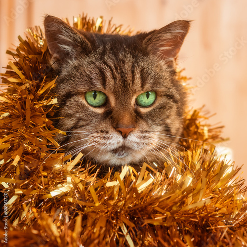 Tabby cat wearing a golden Christmas tinsel around her neck