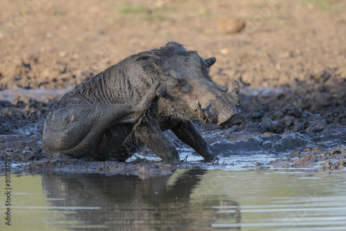 Warthog taking a mud bath next to a small dam