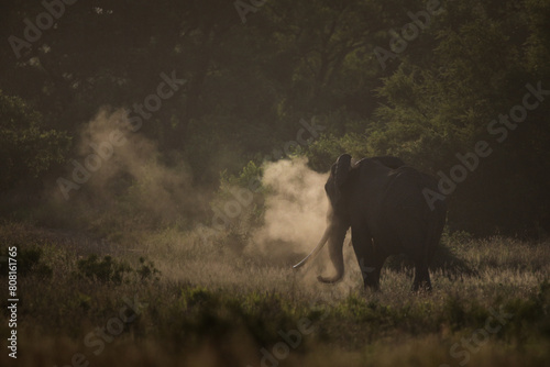 Large elephant bull taking a dust bath at sunset