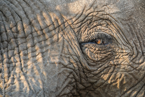 Close-up of an elephant eye catching sunlight