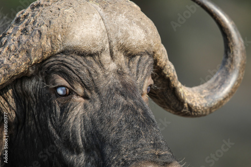 Face of a Cape buffalo  big five 