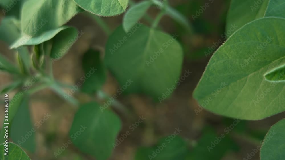 soybean seedlings being grown in an orchard soybean seedlings being grown in an orchard