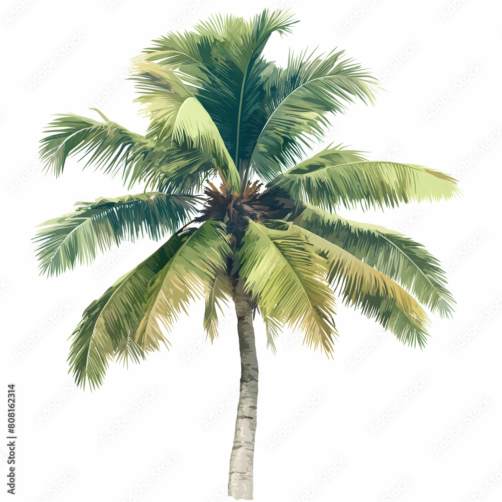 Obraz premium Coconut palm tree isolated on white background. Vector illustration.