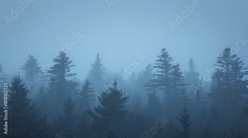  A fog-filled forest teems with numerous trees in the foreground, while a bird flies centrally within the image