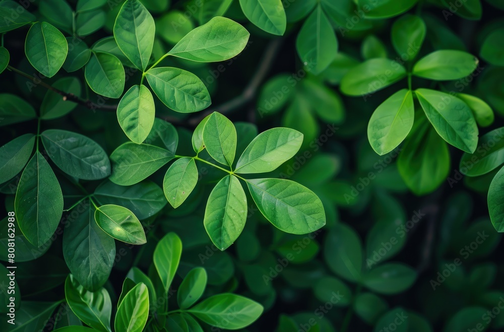 Green leaves of Moringa, Moringa oleifera. Green leaves of Moringa, Moringa oleifera.