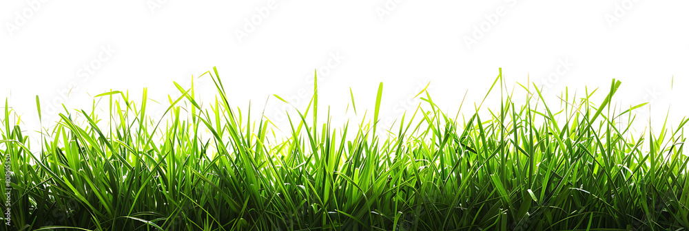 Green grass, panoramic bottom horizontal border, The brightness and beauty of the green floor Green grass, panoramic bottom horizontal border, The brightness and beauty of the green floor