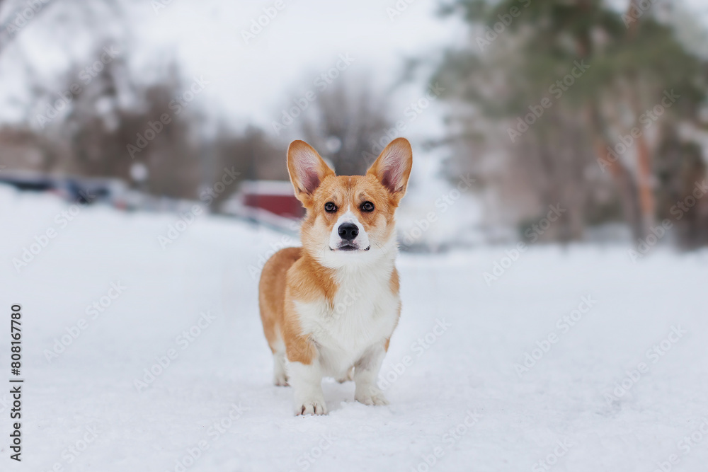 A Welsh Corgi Cardigan puppy in the park. Portrait of a smiling dog Welsh Corgi Pembroke
A Welsh Corgi Cardigan puppy in the park. Portrait of a smiling dog Welsh Corgi Pembroke