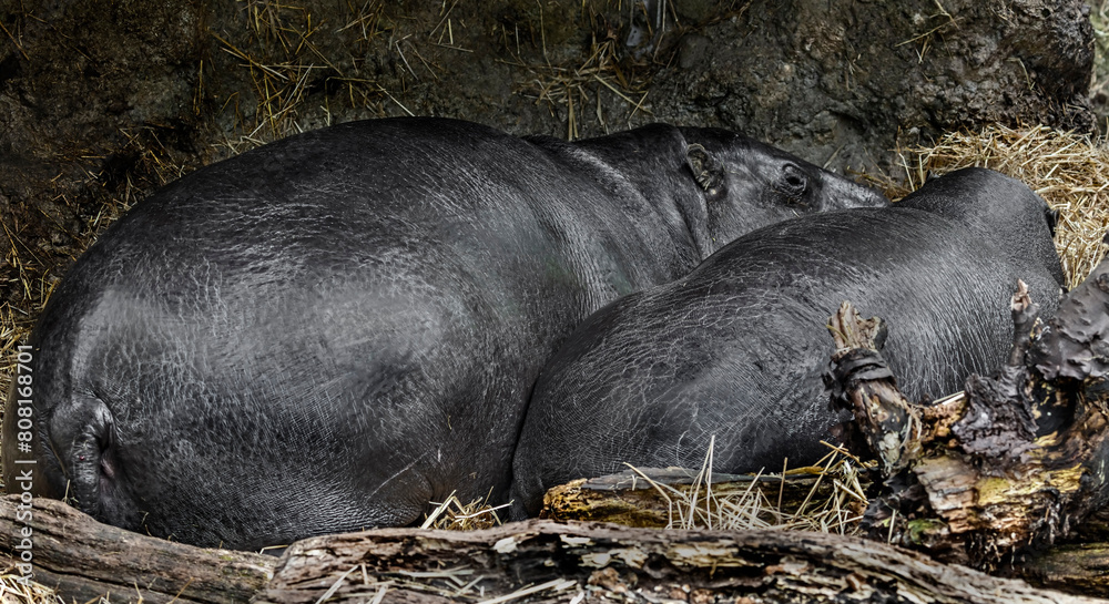 Pigmy hippopotamus couple on the ground. Latin name - Hexaprotodon libiriensis Pigmy hippopotamus couple on the ground. Latin name - Hexaprotodon libiriensis