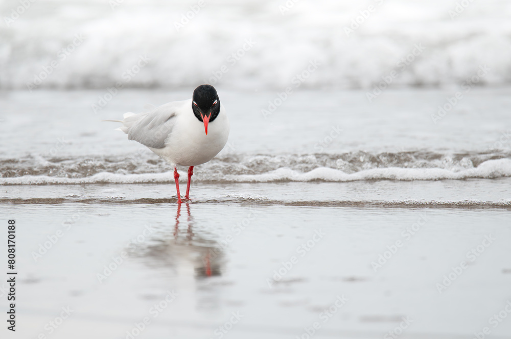 Ichthyaetus melanocephalus on the beach Ichthyaetus melanocephalus on the beach