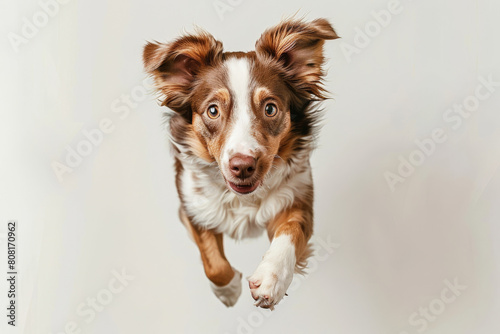 Energetic brown and white dog caught mid-air with focused eyes and flapping ears, radiating playfulness on a minimalist backdrop